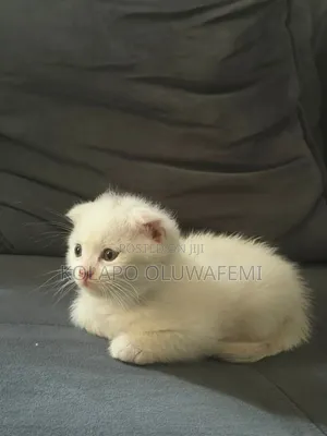 1-3 months Female Purebred Scottish Fold