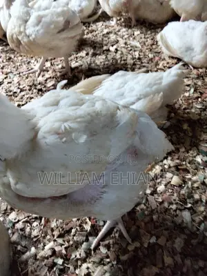 Mature Broilers (Live Farm Fresh Chicken)