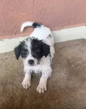 1-3 months Female Purebred Lhasa Apso