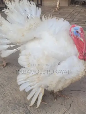 Live Turkey for Sale