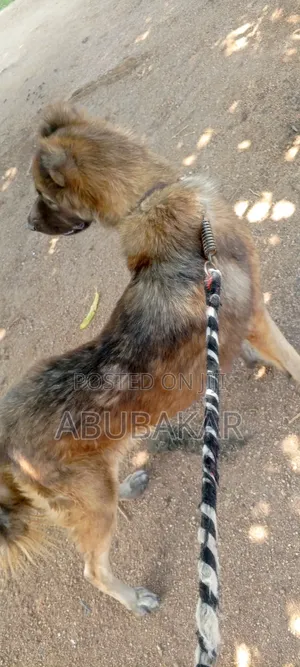1+ year Female Purebred Caucasian Shepherd