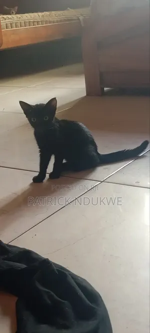 1-3 months Female Mixed Breed Tabby