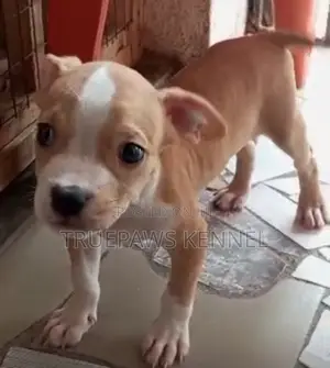 1-3 months Male Purebred American Pit Bull Terrier