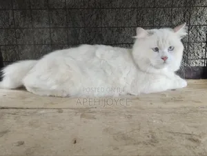 1+ year Male Purebred Persian