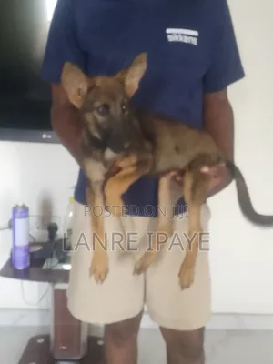 1-3 months Male Purebred German Shepherd