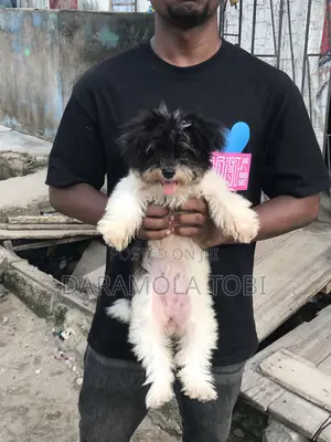 3-6 months Female Purebred Lhasa Apso