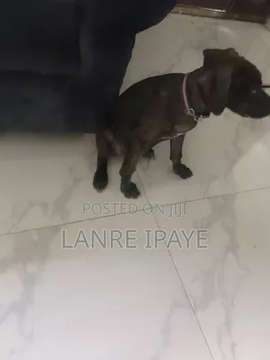 1-3 months Female Purebred Boerboel