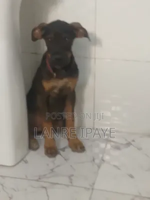 1-3 months Female Purebred Boerboel