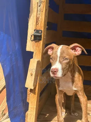 1-3 months Male Purebred American Pit Bull Terrier