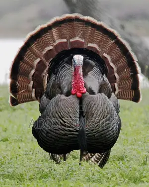 Big Jumbo Turkey At Ikotun