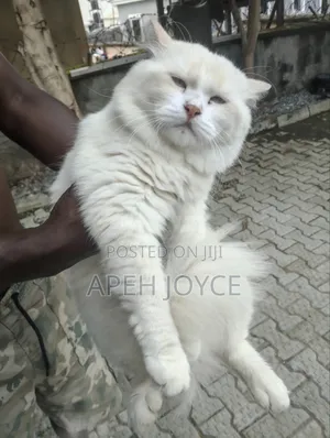 Persian Stud Service