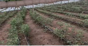 Farm Workers Needed Accommodation Provided