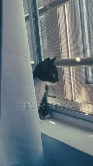 1-3 months Male Purebred American Shorthair