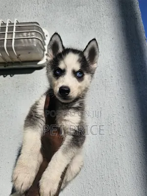 1-3 months Female Purebred Siberian Husky