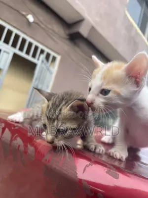 0-1 month Male Mixed Breed Tabby
