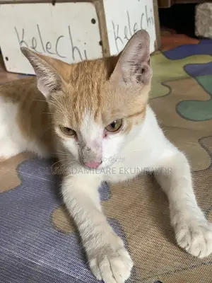 3-6 months Male Purebred British Shorthair