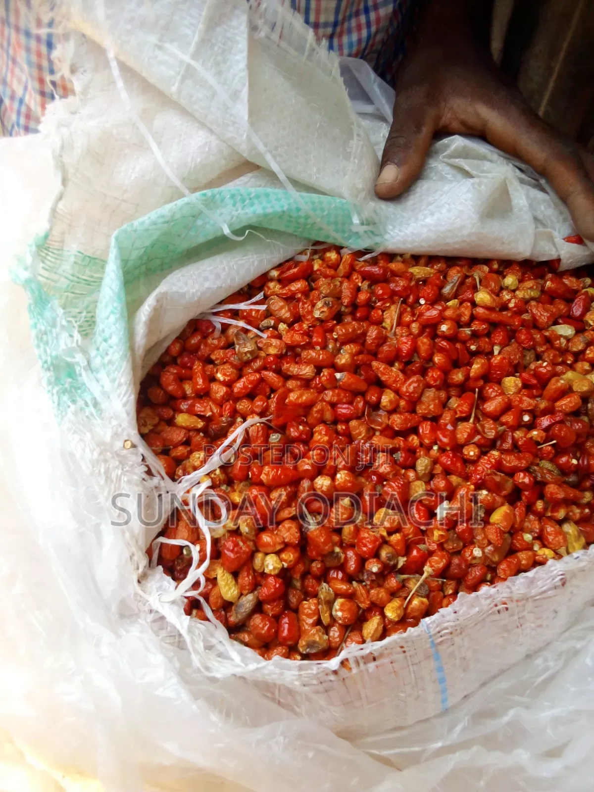Dry Hot Pepper (Small and Big Type)