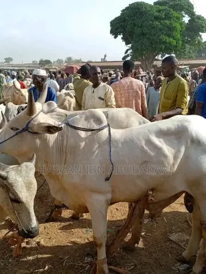 Bokolo Cow
