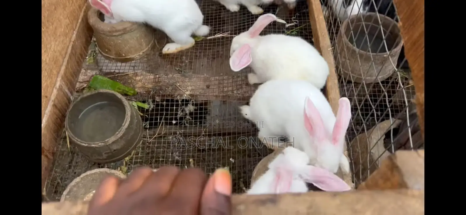 Foreign Bunnies Available