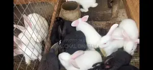 Foreign Bunnies Available