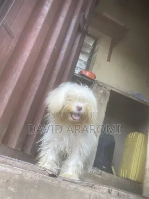 3-6 months Male Purebred Lhasa Apso