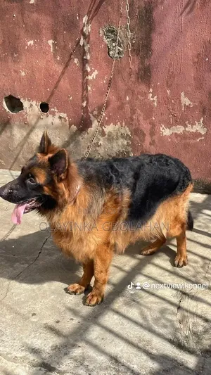 1+ year Male Purebred German Shepherd