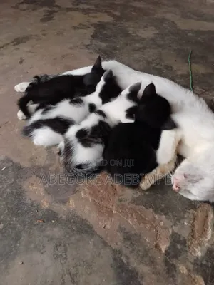 0-1 month Female Mixed Breed Colorpoint Shorthair