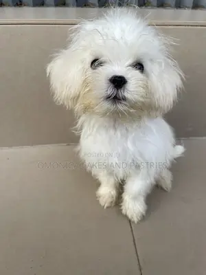 3-6 months Male Purebred Lhasa Apso