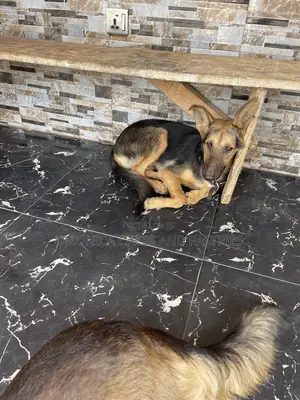 3-6 months Female Purebred German Shepherd