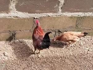 Local Chicken of Different Sizes