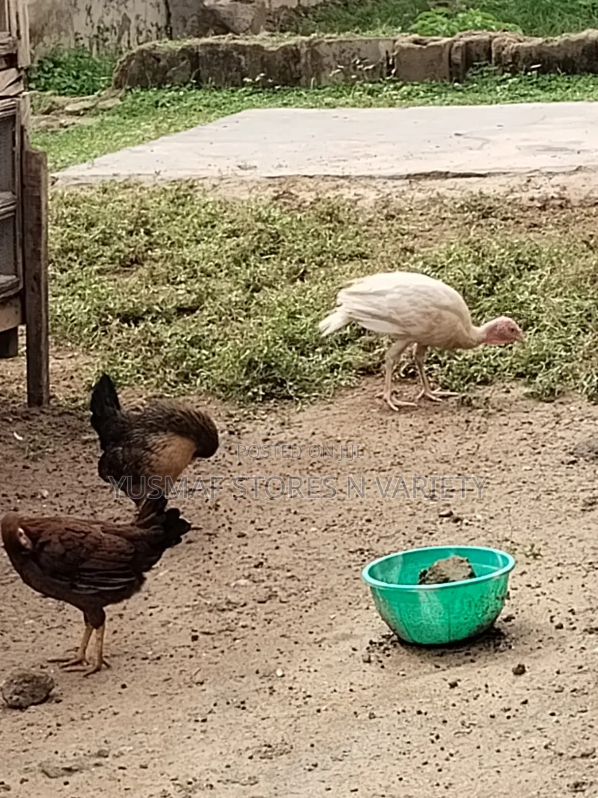 Local Chicken Is for Sale