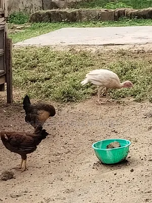 Local Chicken Is for Sale