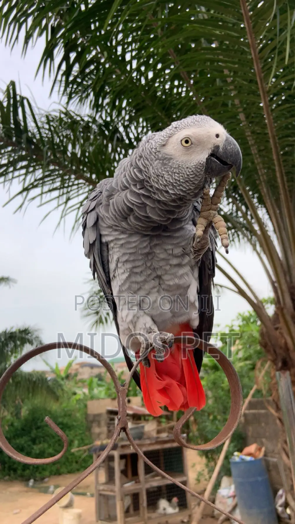 African Grey
