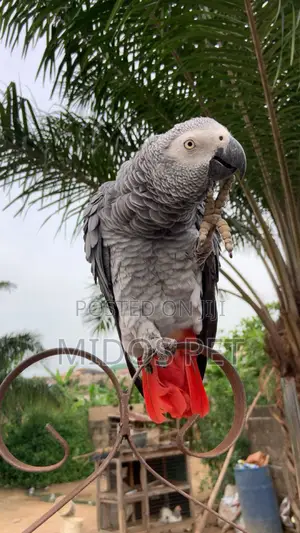African Grey