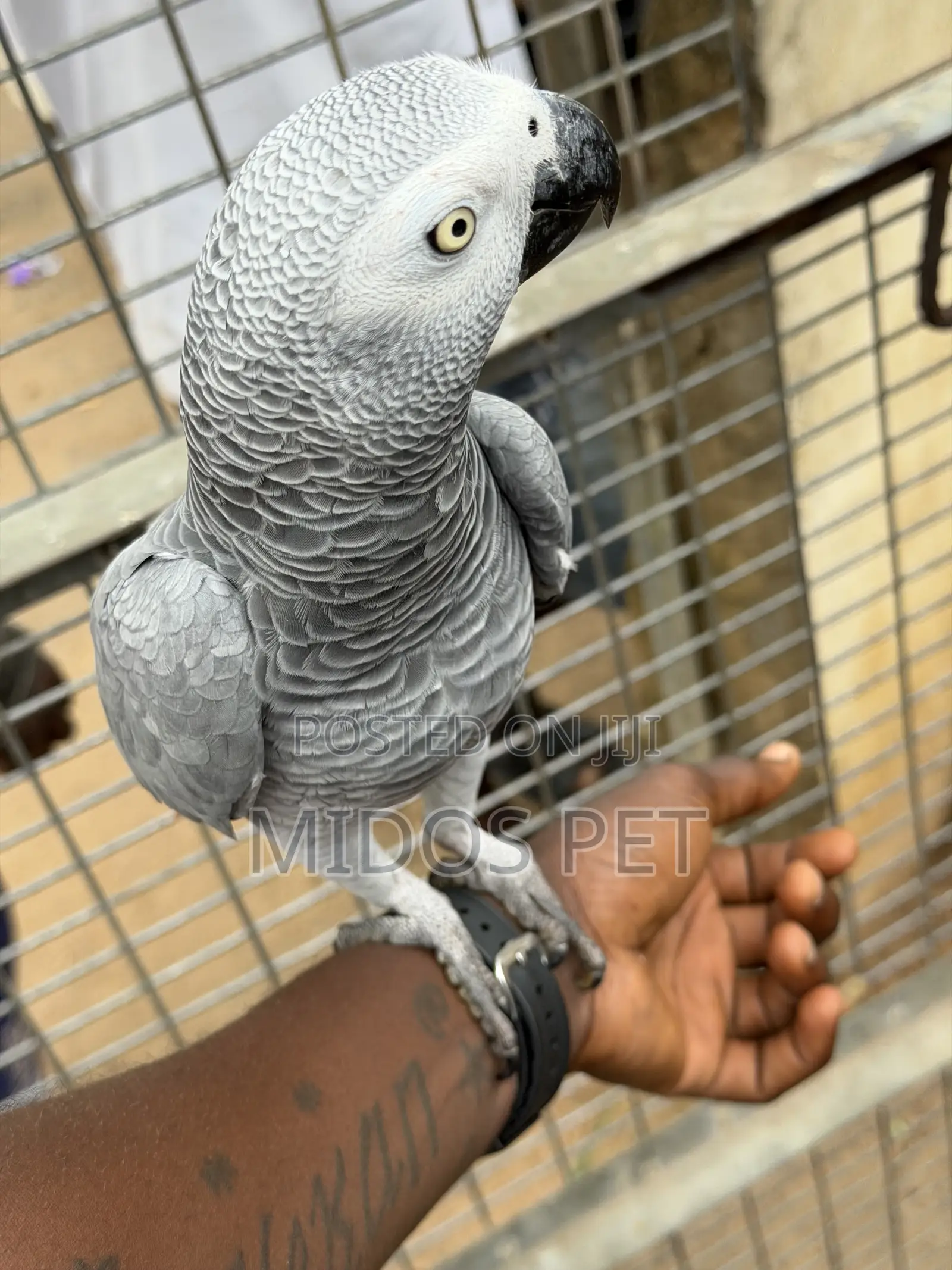 African Grey