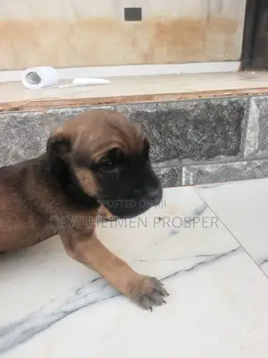 0-1 month Male Purebred Boerboel