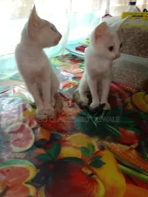 1-3 months Male Purebred American Shorthair