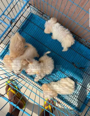 1-3 months Female Purebred Lhasa Apso