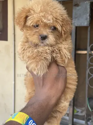 1-3 months Female Purebred Lhasa Apso