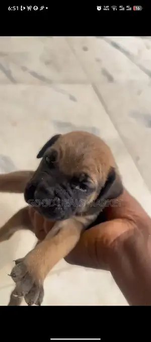 1-3 months Male Purebred Boerboel