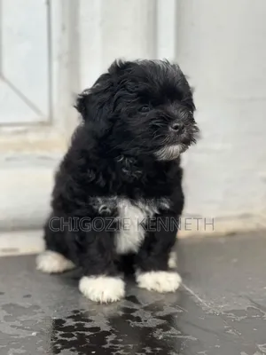 1-3 months Female Purebred Lhasa Apso