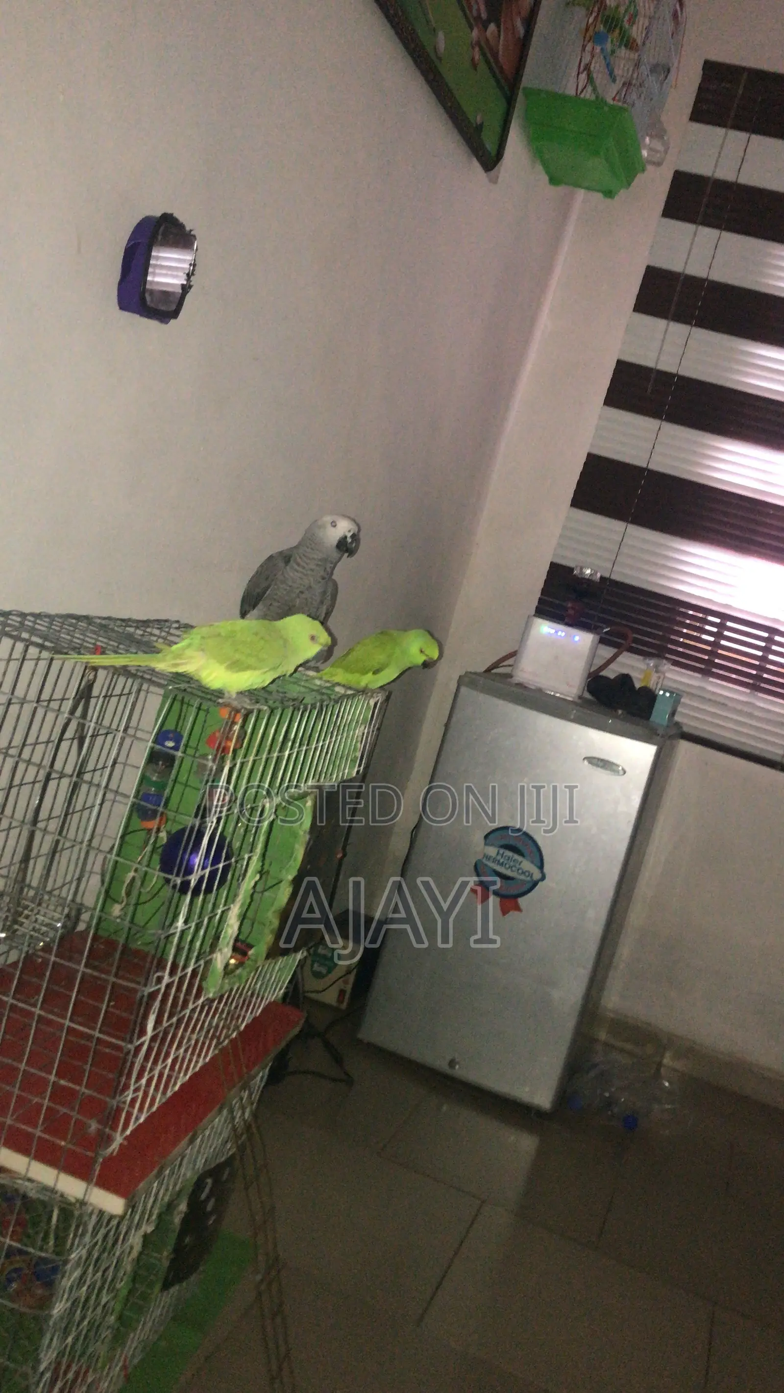 Parrots Ringneck