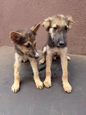 1-3 months Female Purebred German Shepherd