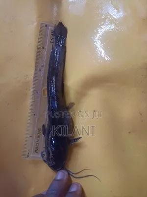 Jumbo Clarias Catfish