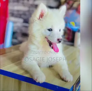 1-3 months Female Purebred American Eskimo