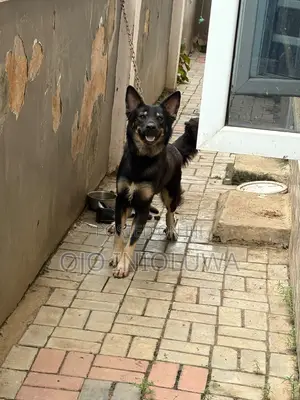1+ year Male Purebred German Shepherd