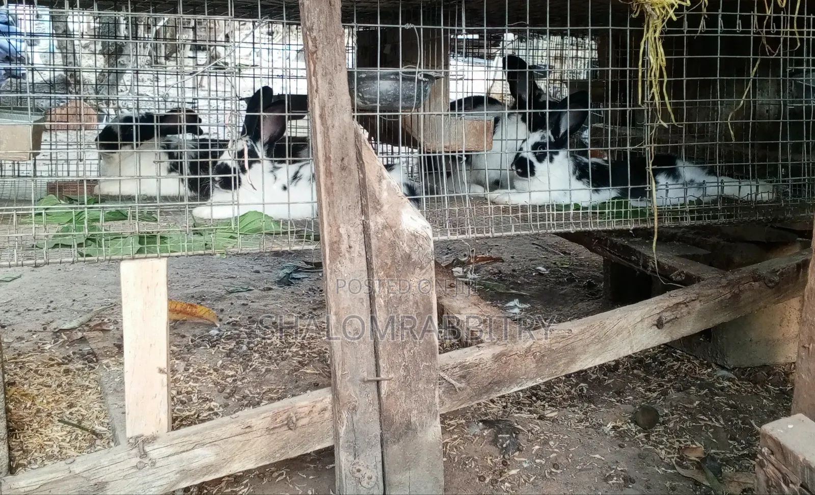 Broken Newzlead Weaners