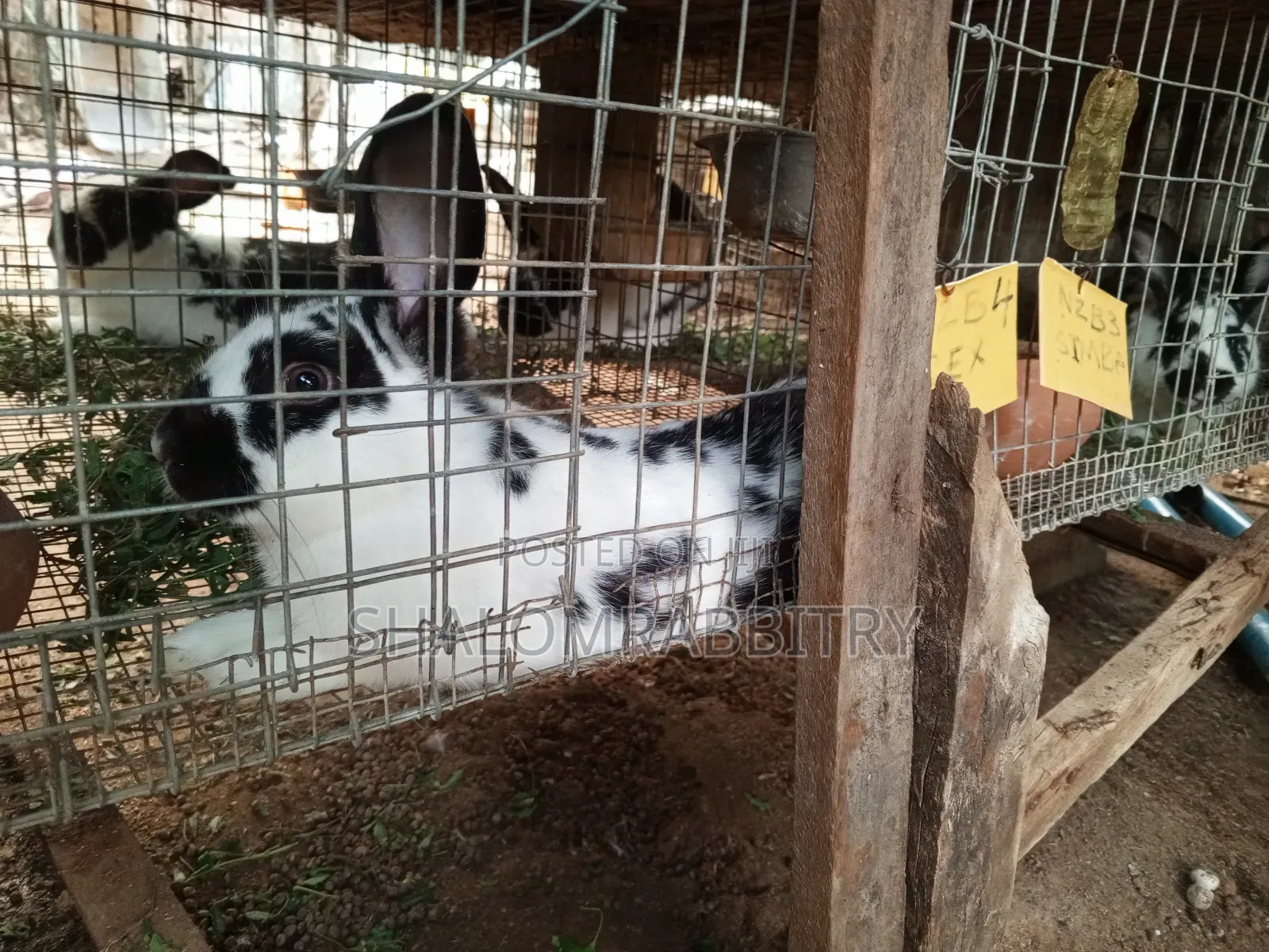 Broken Newzlead Weaners