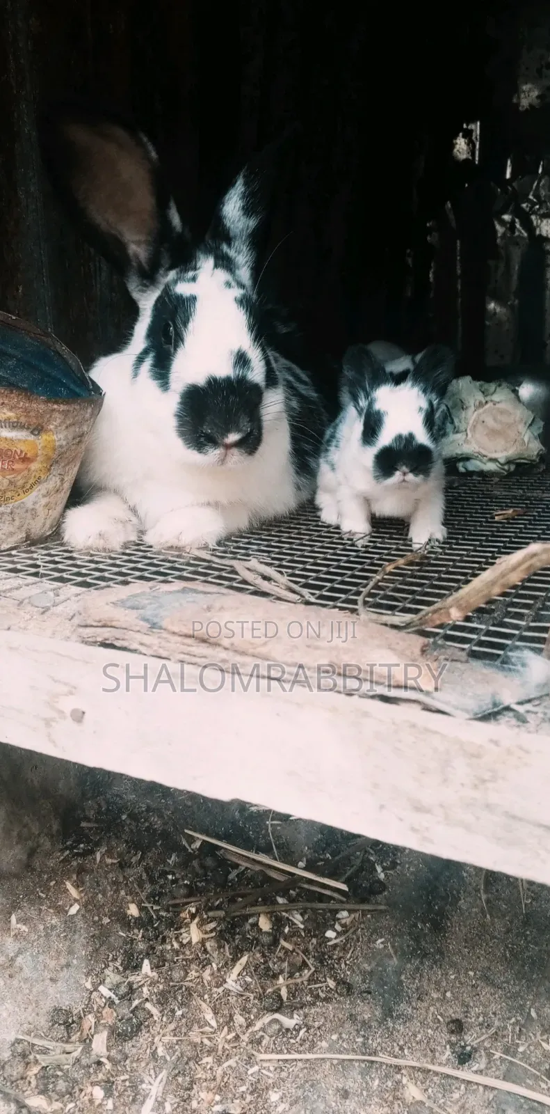 Broken Newzlead Weaners