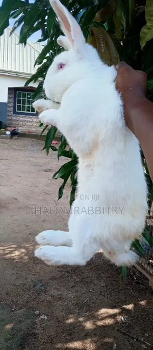 Matured Rabbit Available in Abuja